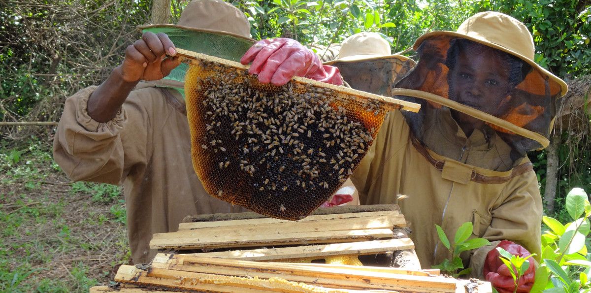 Dynamic Markets for Farmers Sustainable Cocoa and Honey Projects Site