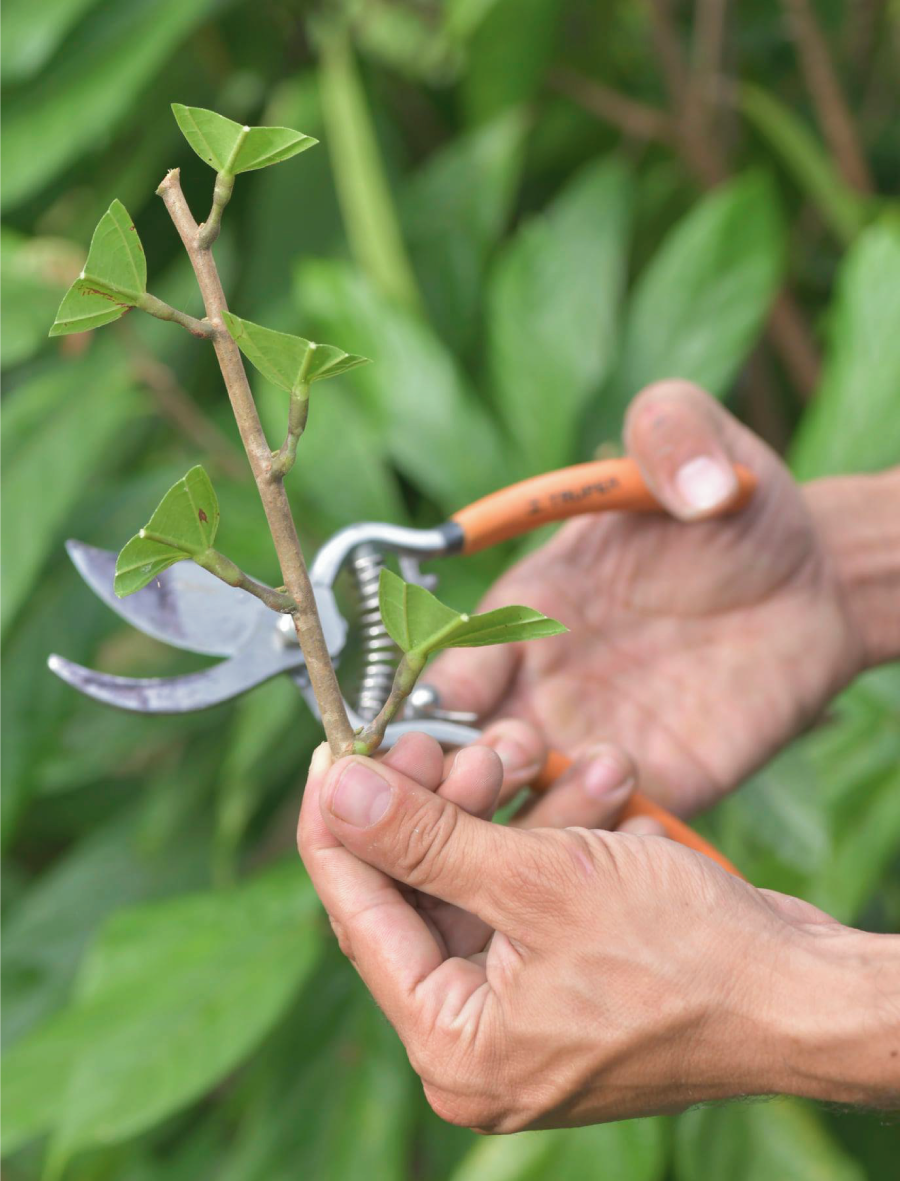 El nuevo “paraíso” del cacao fino de aroma - Noticias - Site