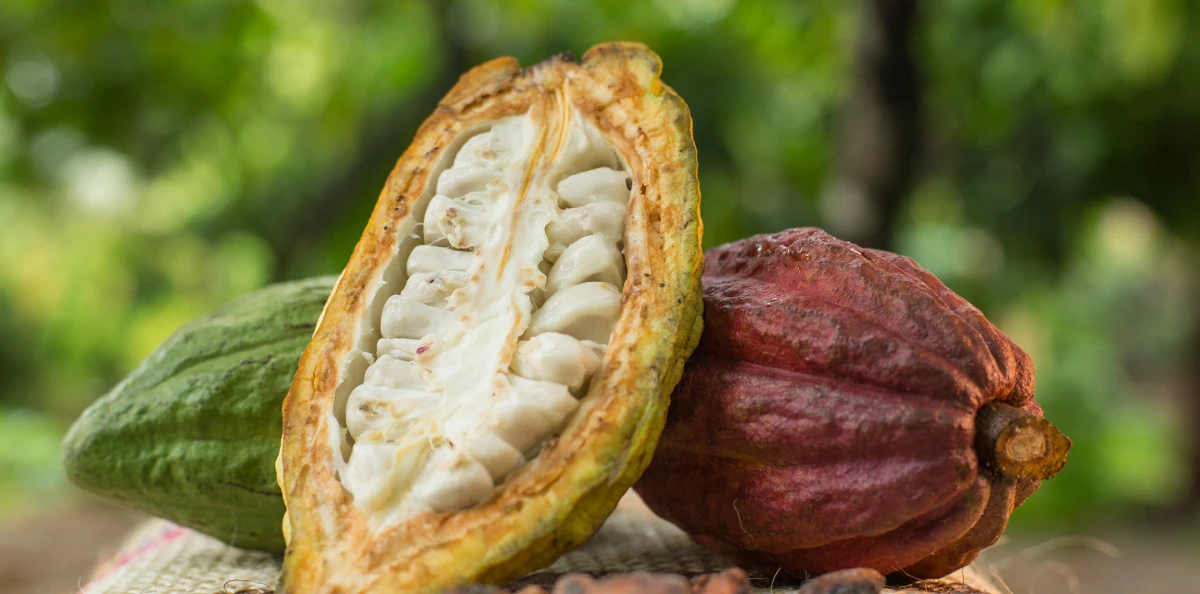 El cacao sería originario de Perú con una antigüedad de más de 5,500 años - Noticias - Site